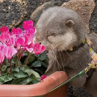 🌷