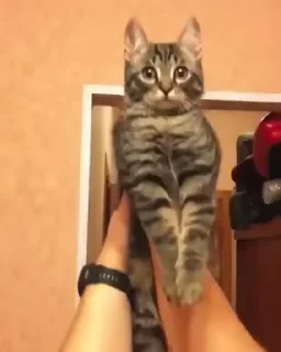🤪