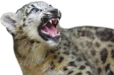😾