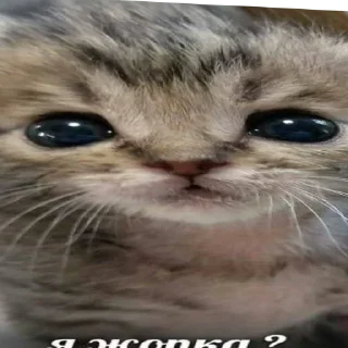 🥺