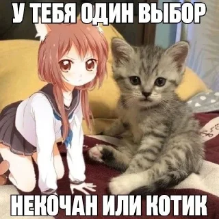 😹