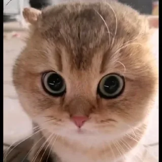 🤩