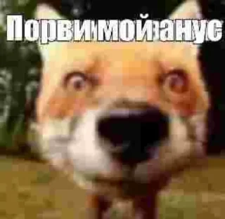 🥺