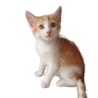 🐈