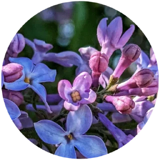 🌷