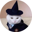🐱