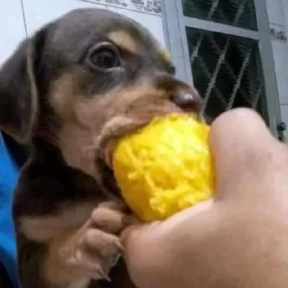 🥭