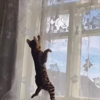 🌟