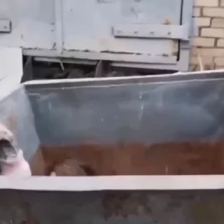 🤩