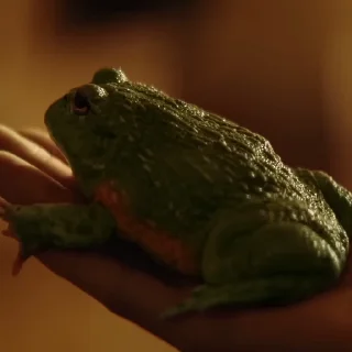 🐸