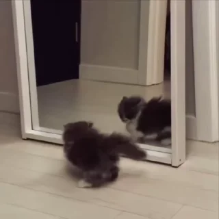 🌟