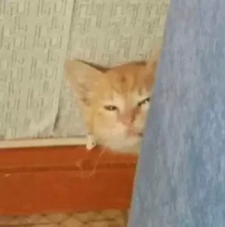 🐈‍⬛