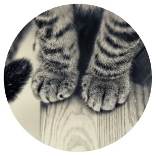 😼