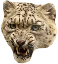 😾
