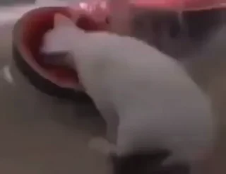 🥲