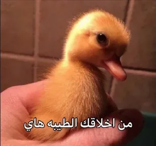 👍