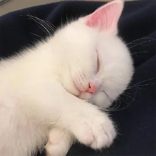 🐈