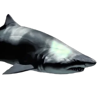 🦈