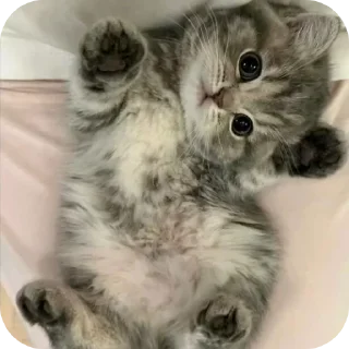 🐱