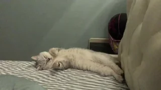 😻