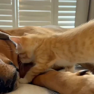 🤗