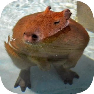 🧜