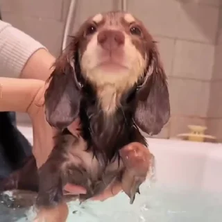 🐩