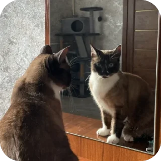 🐱