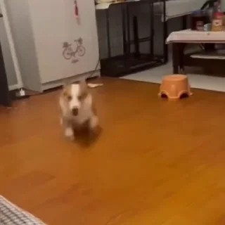 🐩
