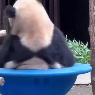 🐼