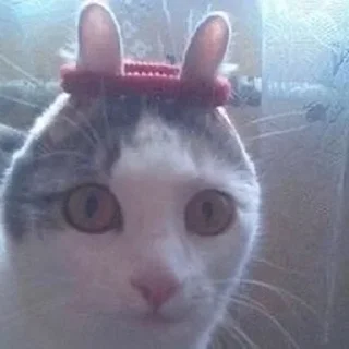 🐰