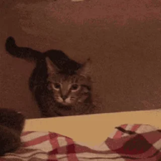 🐱