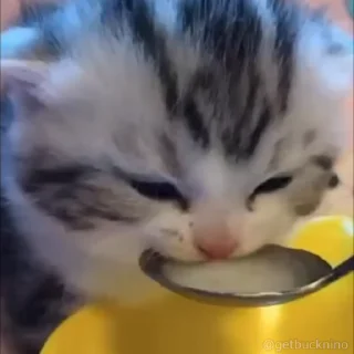 🫡
