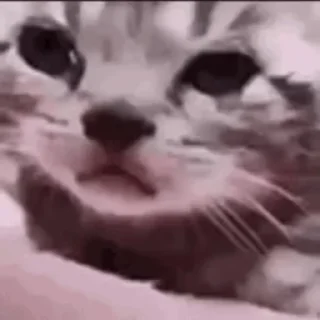 🥺