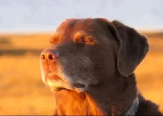 🤩