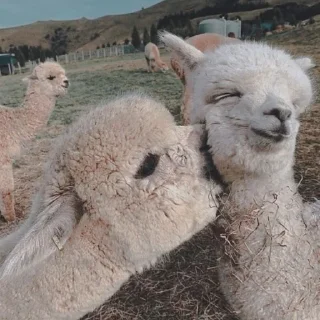 🐑