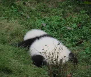 🥺