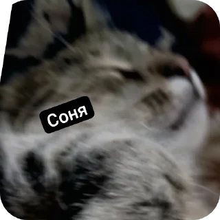 🐱