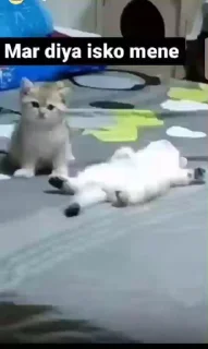 🐱