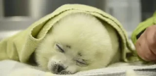 💤