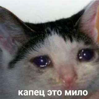 🥺