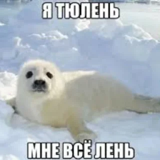 Сексуальные ластоногие