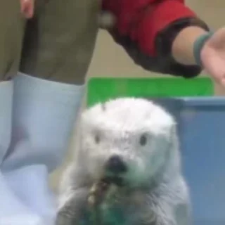 🥺