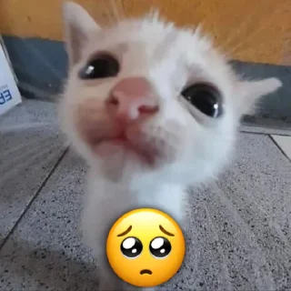 🥺