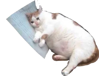 💤