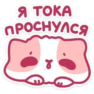 🐱