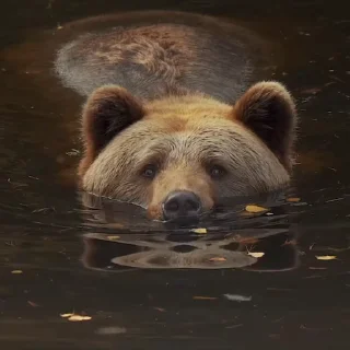 🤩