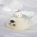 🙃