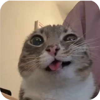 🐱