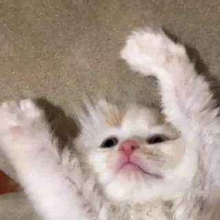 🐈
